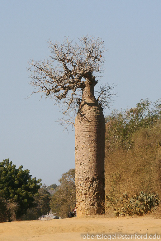 madagascar